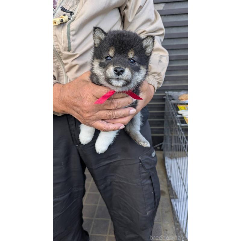 販売中の三重県の柴犬-426901