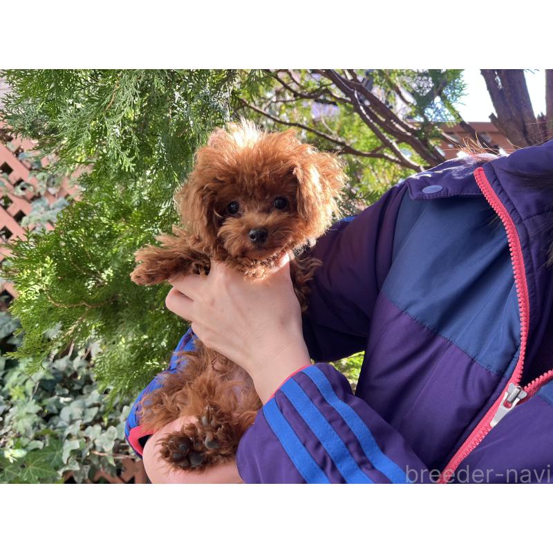 販売中の愛知県のティーカッププードル-425220の9枚目