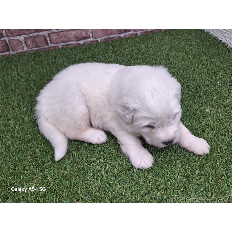 販売中の三重県のグレートピレニーズ-435187の4枚目