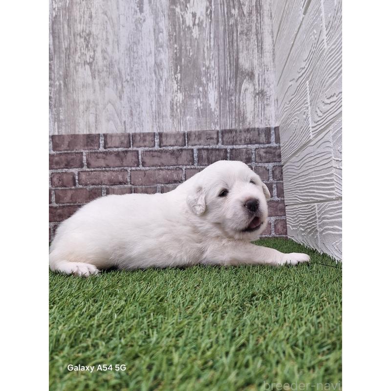 販売中の三重県のグレートピレニーズ-435188の4枚目