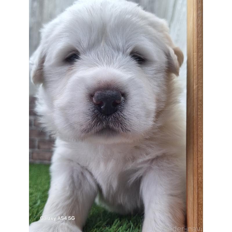 販売中の三重県のグレートピレニーズ-435188の3枚目