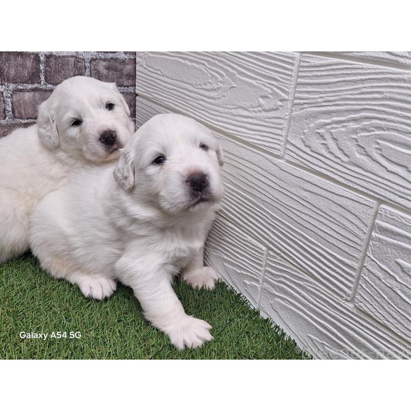 販売中の三重県のグレートピレニーズ-435188の2枚目