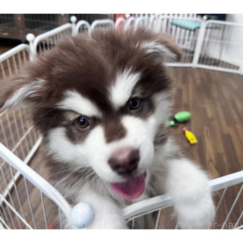 成約済の東京都のアラスカンマラミュート-431424の7枚目