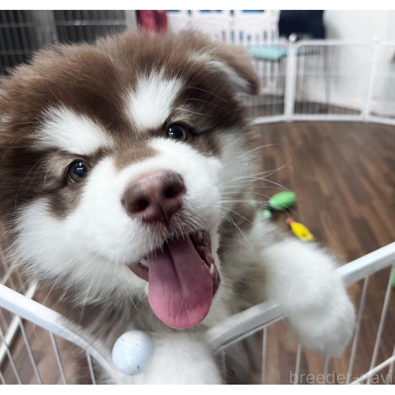 成約済の東京都のアラスカンマラミュート-431424の6枚目