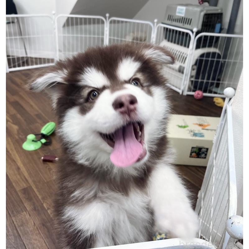 成約済の東京都のアラスカンマラミュート-431424の5枚目