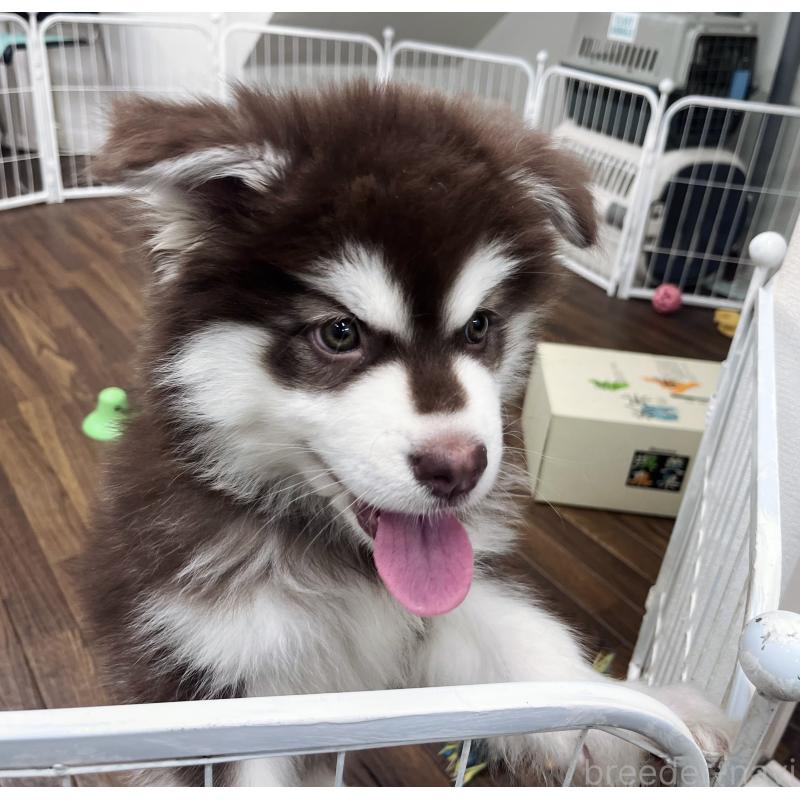 成約済の東京都のアラスカンマラミュート-431424の4枚目