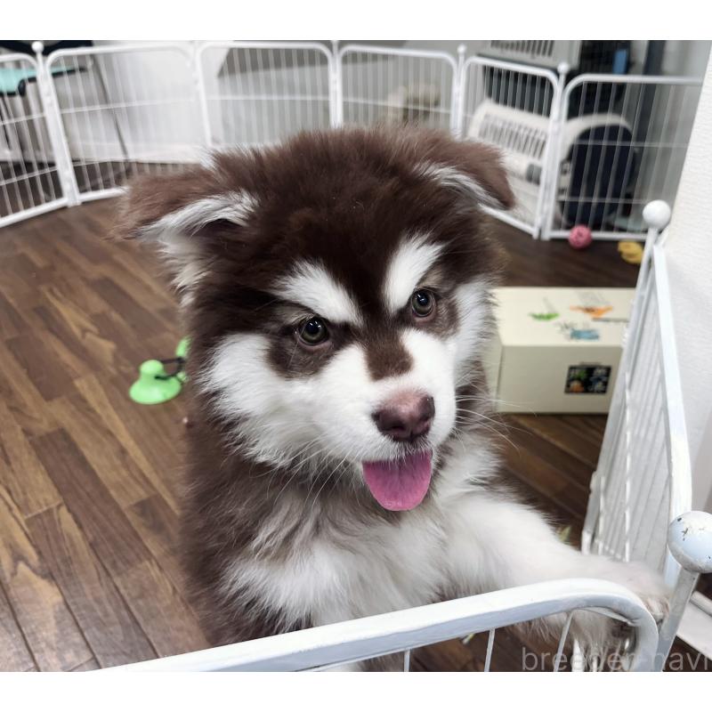 成約済の東京都のアラスカンマラミュート-431424の3枚目