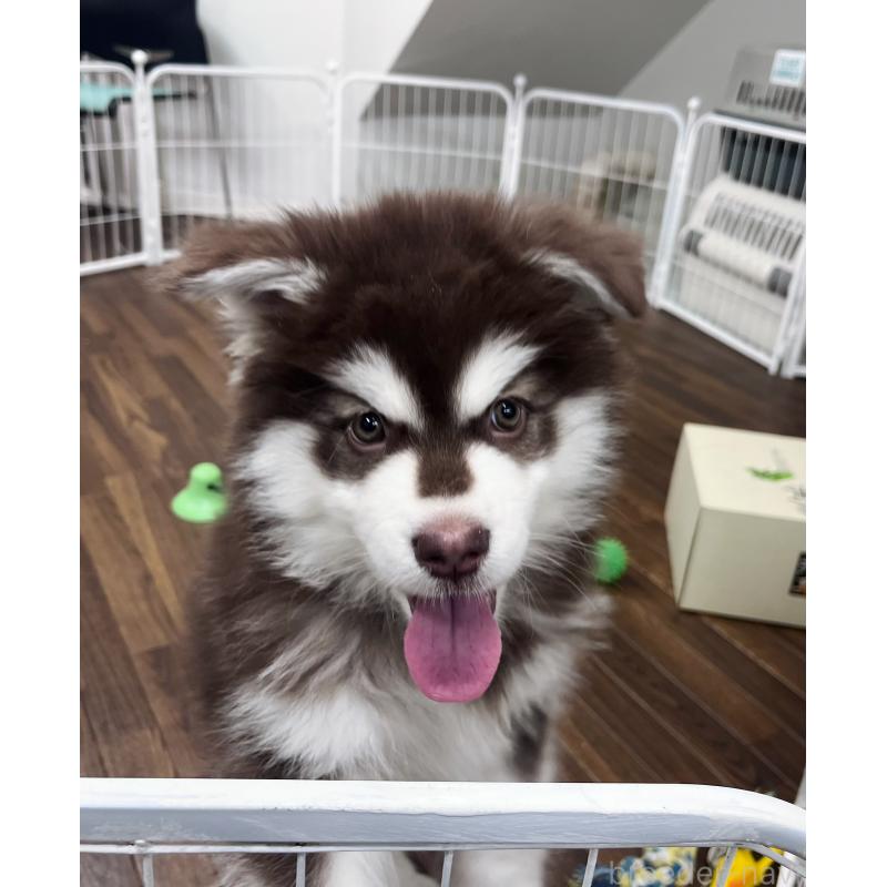 成約済の東京都のアラスカンマラミュート-431424の2枚目