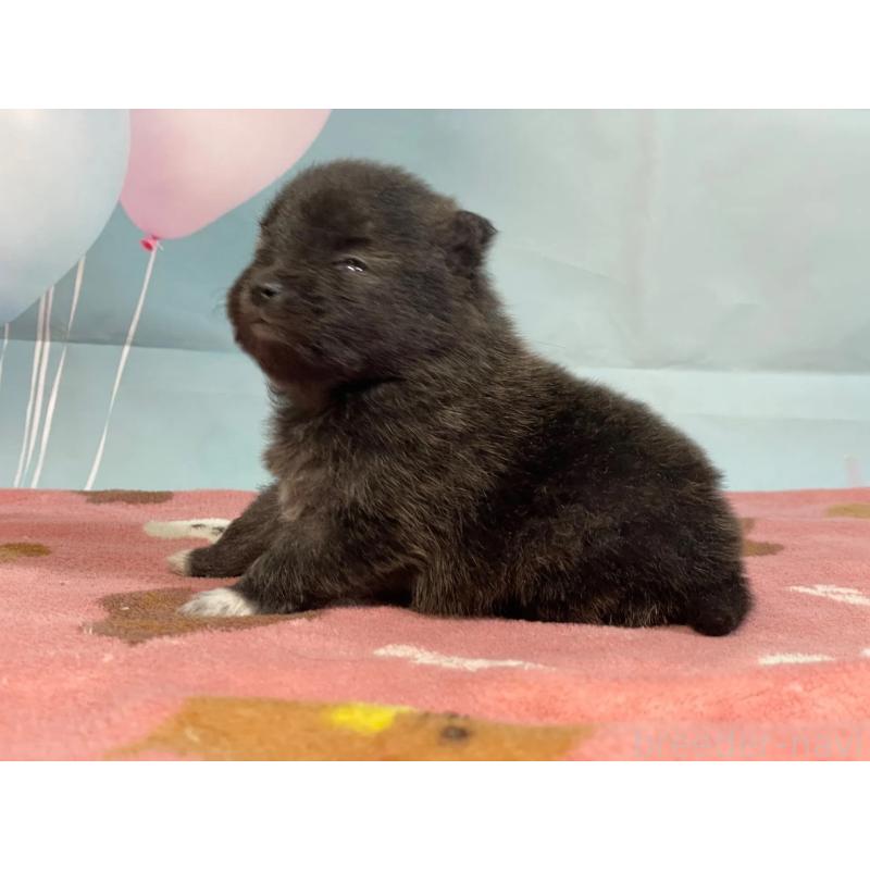 販売中の埼玉県のポメラニアン-435190の4枚目