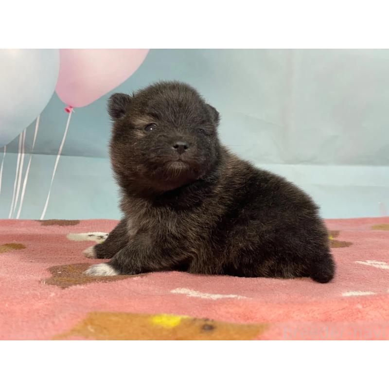 販売中の埼玉県のポメラニアン-435190の3枚目