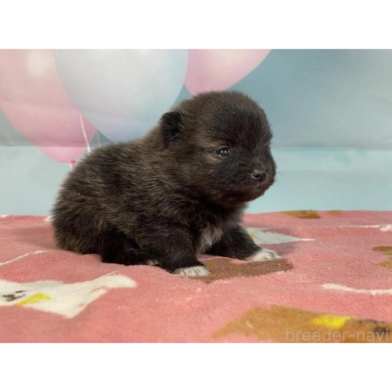 販売中の埼玉県のポメラニアン-435190の2枚目