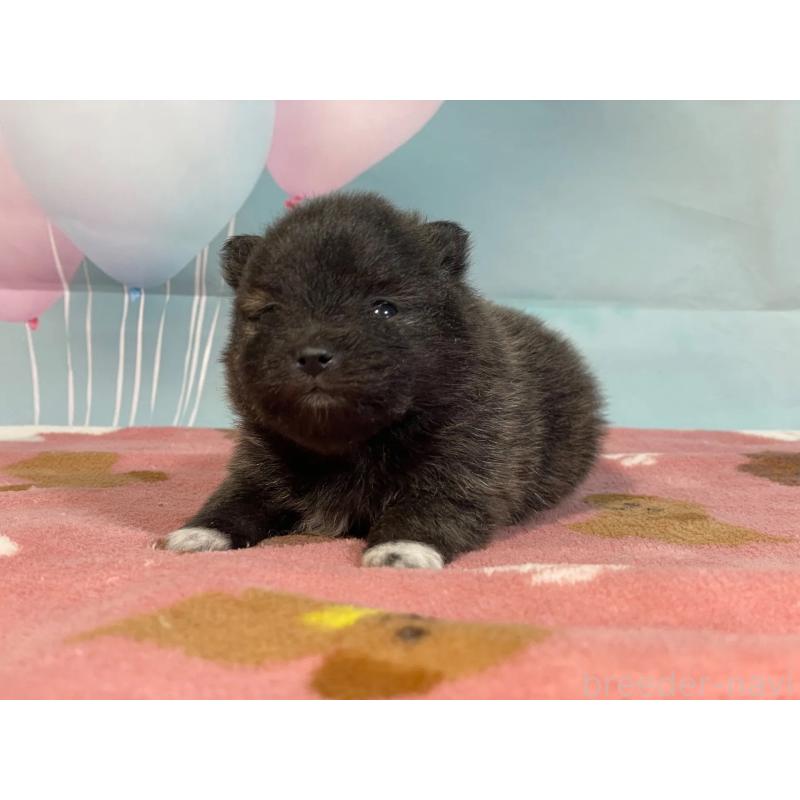 販売中の埼玉県のポメラニアン-435190の1枚目