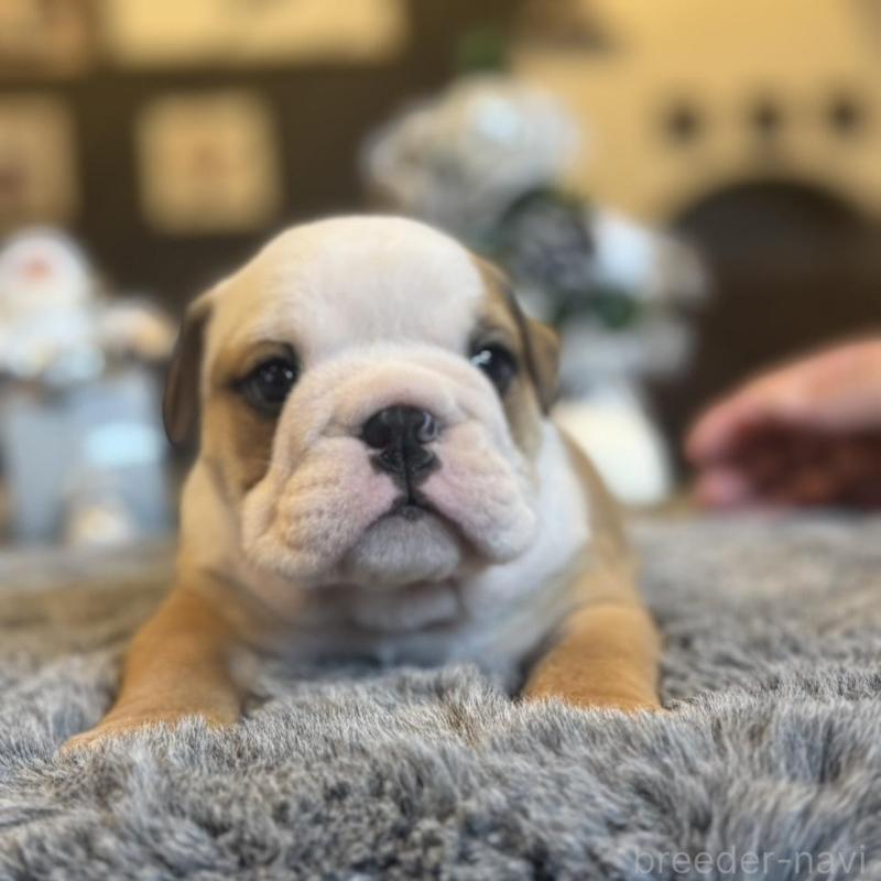 販売中の岐阜県のブルドッグ-435191の1枚目