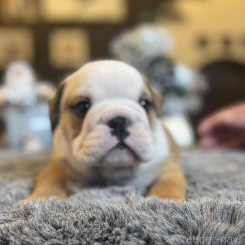 販売中の岐阜県のブルドッグ-435191の6枚目