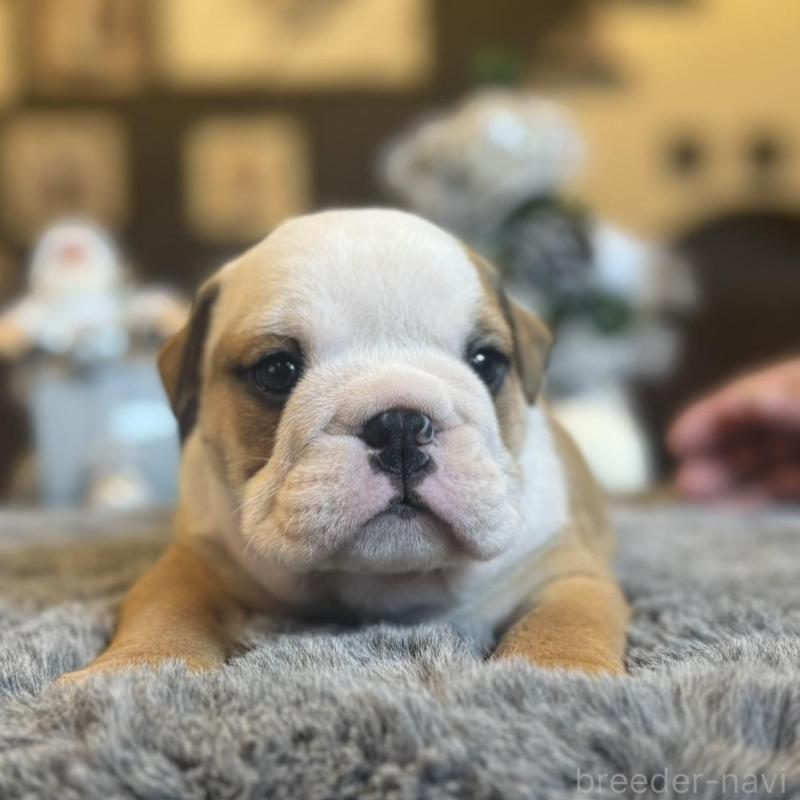 販売中の岐阜県のブルドッグ-435191の5枚目