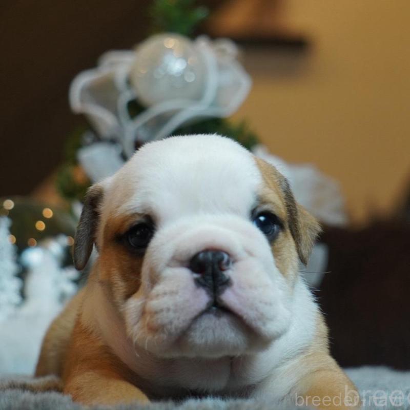 販売中の岐阜県のブルドッグ-435191の4枚目