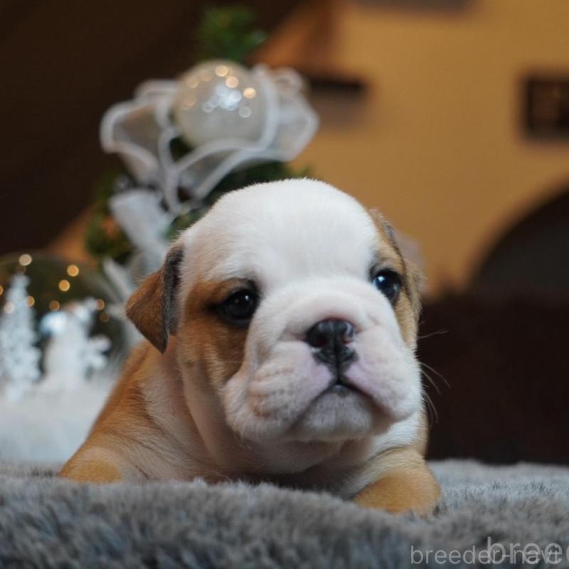 販売中の岐阜県のブルドッグ-435191の3枚目