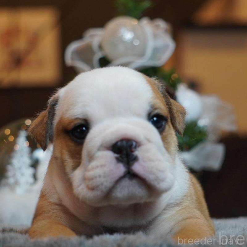 販売中の岐阜県のブルドッグ-435191の2枚目