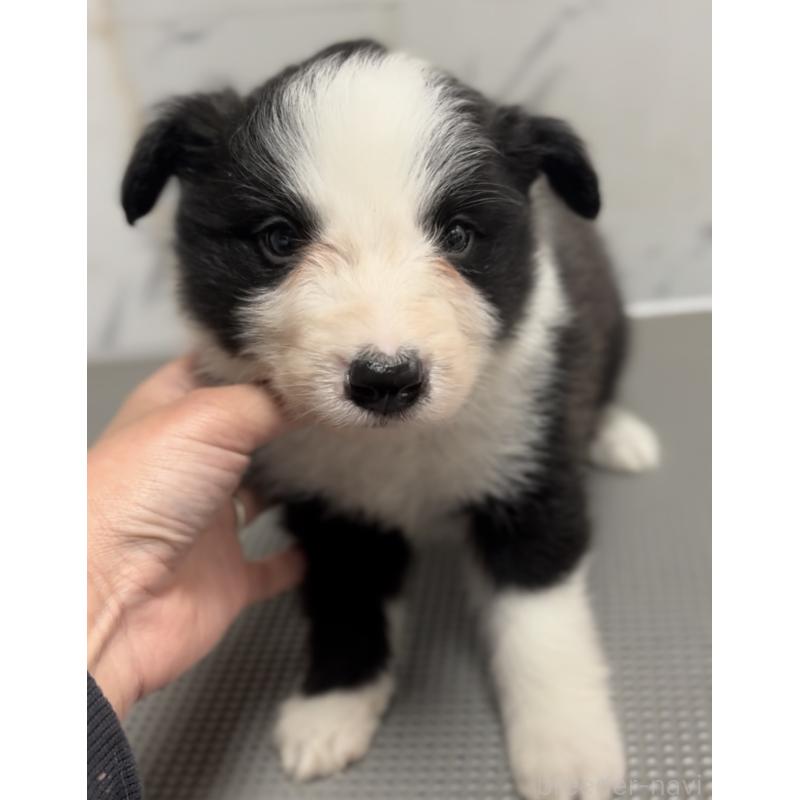 販売中の兵庫県のボーダーコリー-433452