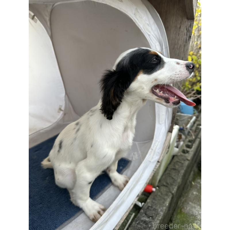 販売中の熊本県のイングリッシュセッター-418089の7枚目