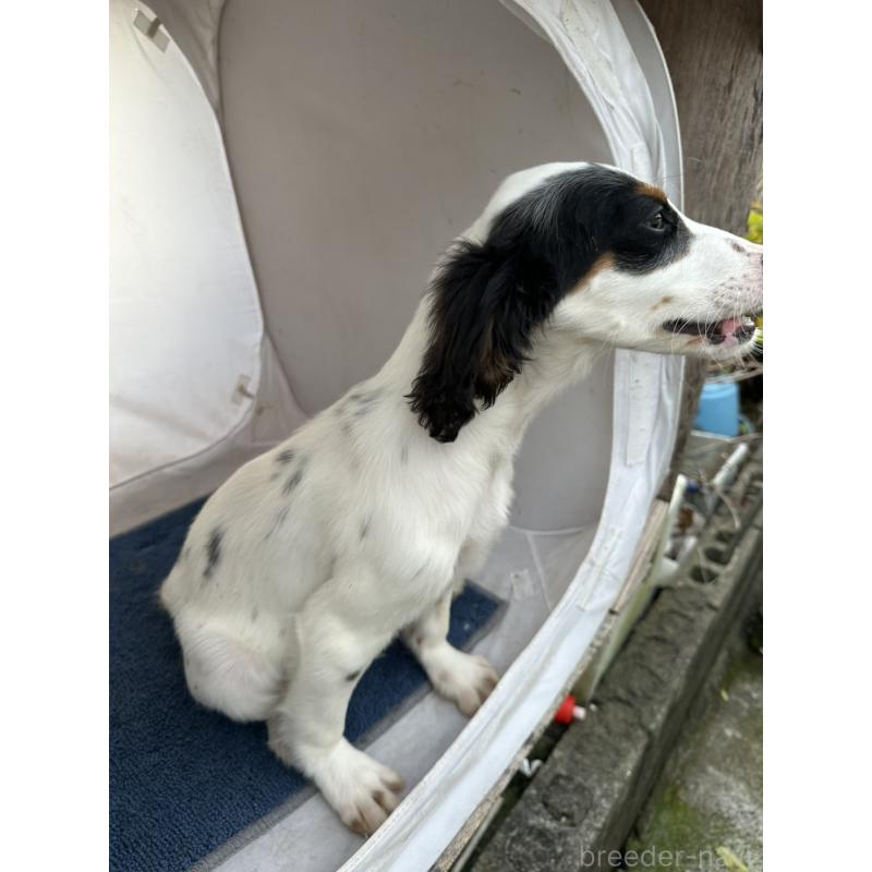 販売中の熊本県のイングリッシュセッター-418089の6枚目