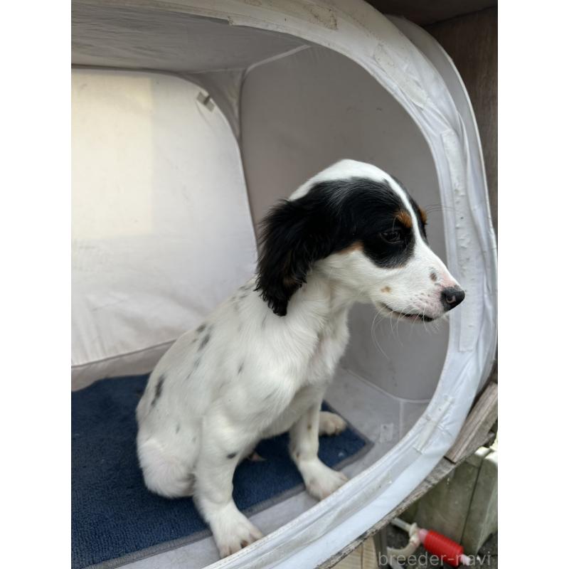 販売中の熊本県のイングリッシュセッター-418089の5枚目