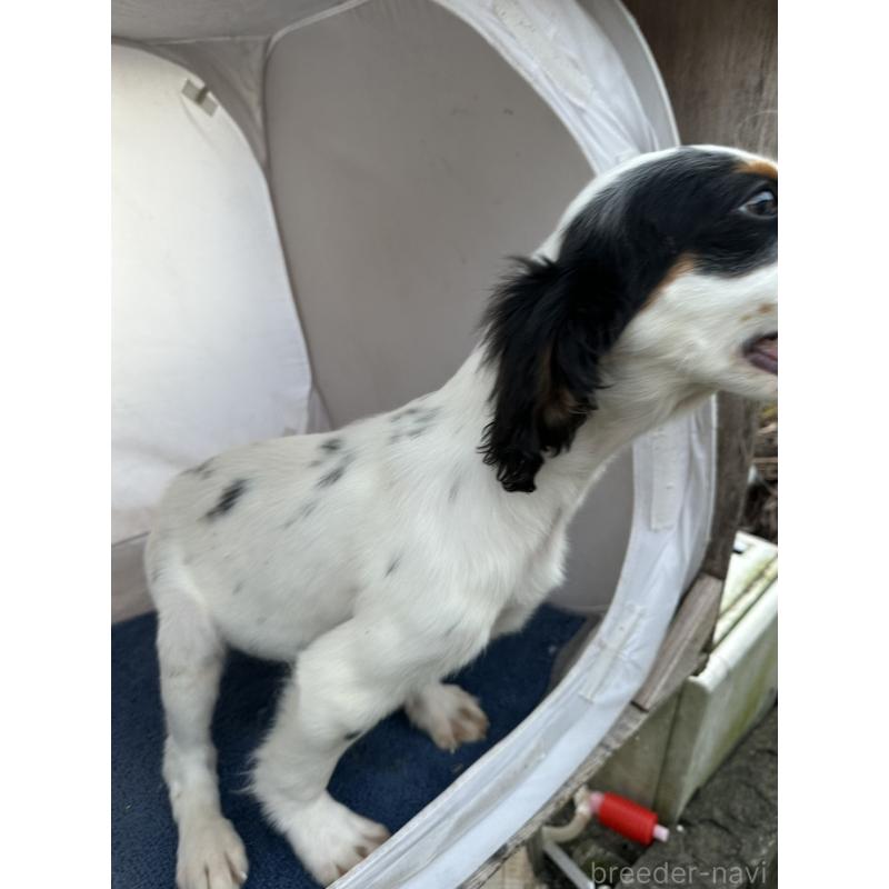 販売中の熊本県のイングリッシュセッター-418089の4枚目