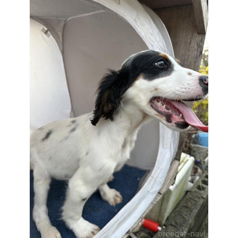 販売中の熊本県のイングリッシュセッター-418089の3枚目