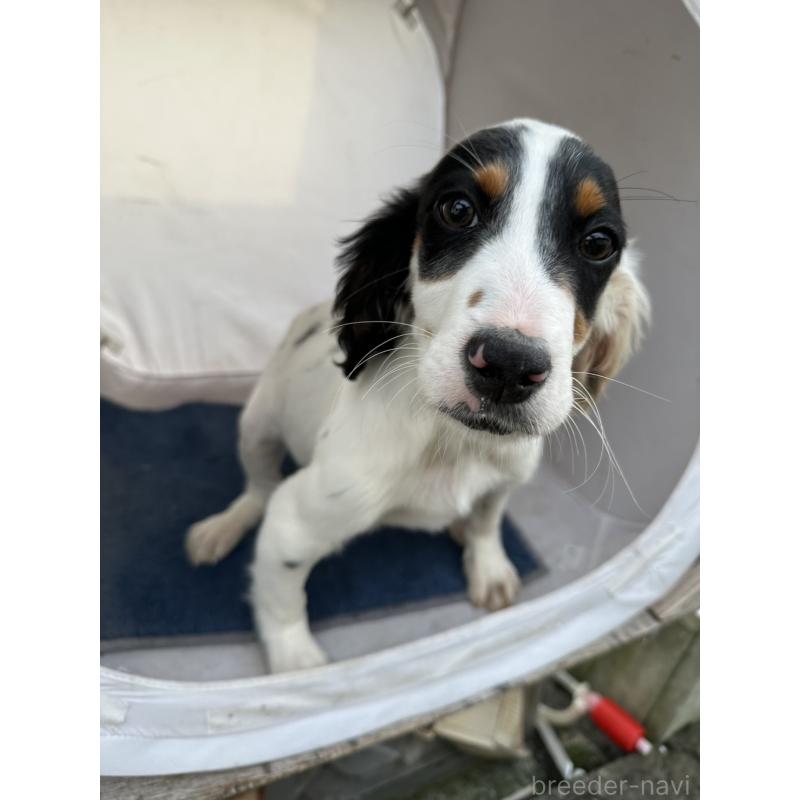 販売中の熊本県のイングリッシュセッター-418089の2枚目