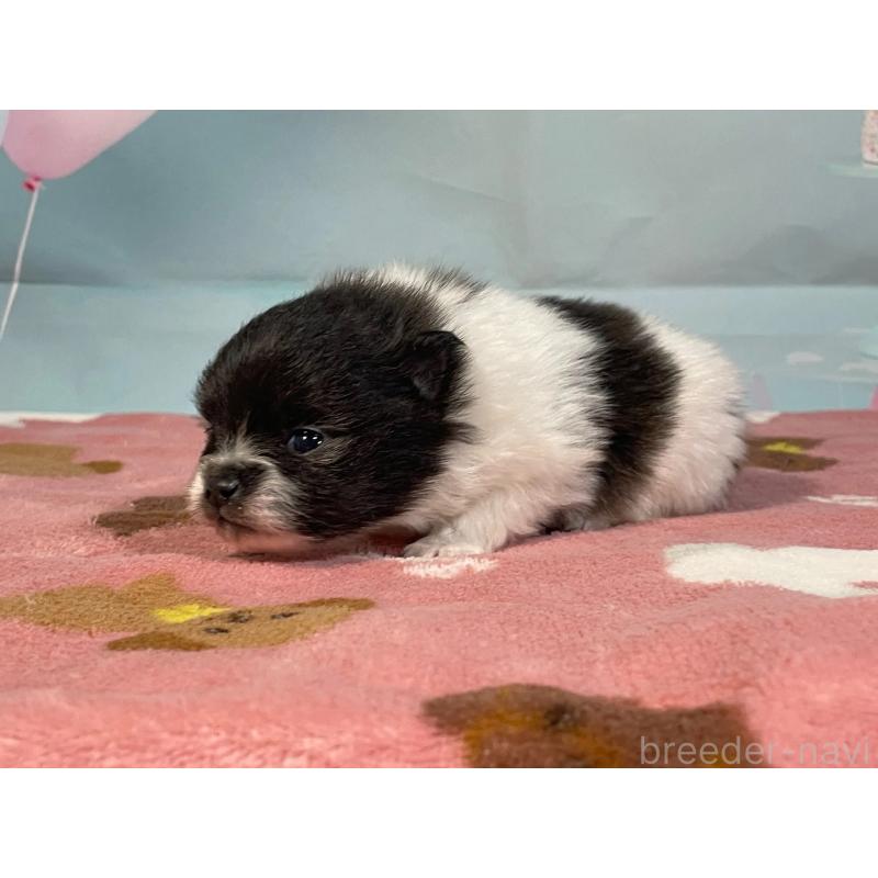 販売中の埼玉県のポメラニアン-435192の6枚目