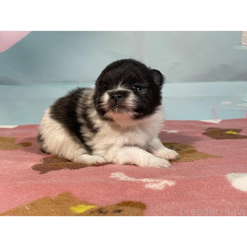 販売中の埼玉県のポメラニアン-435192の5枚目