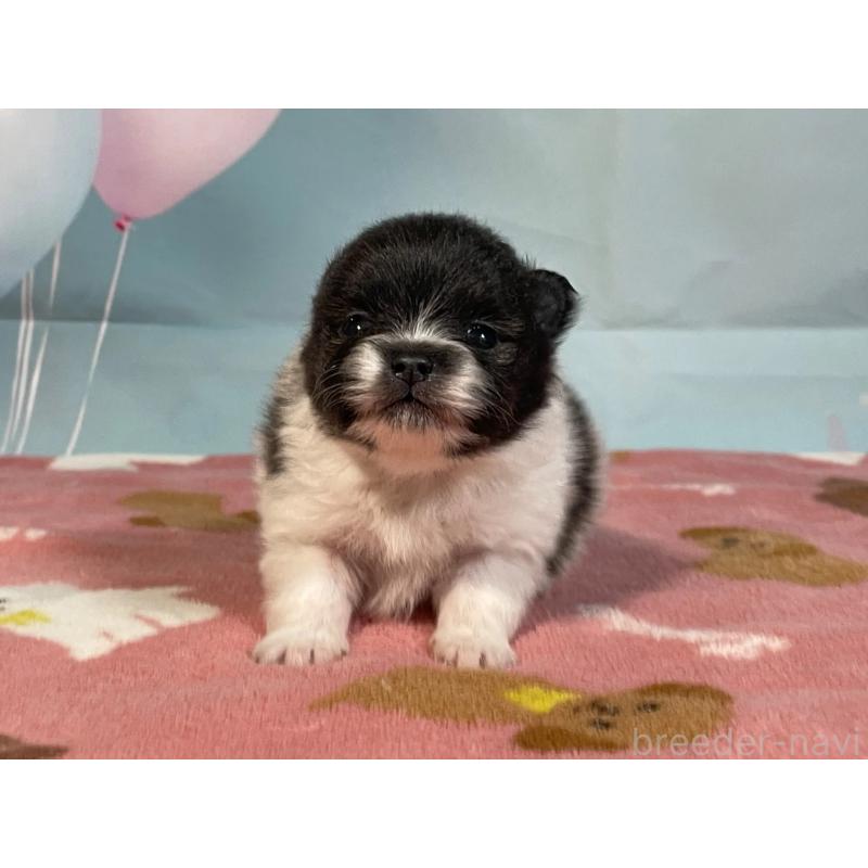 販売中の埼玉県のポメラニアン-435192の4枚目