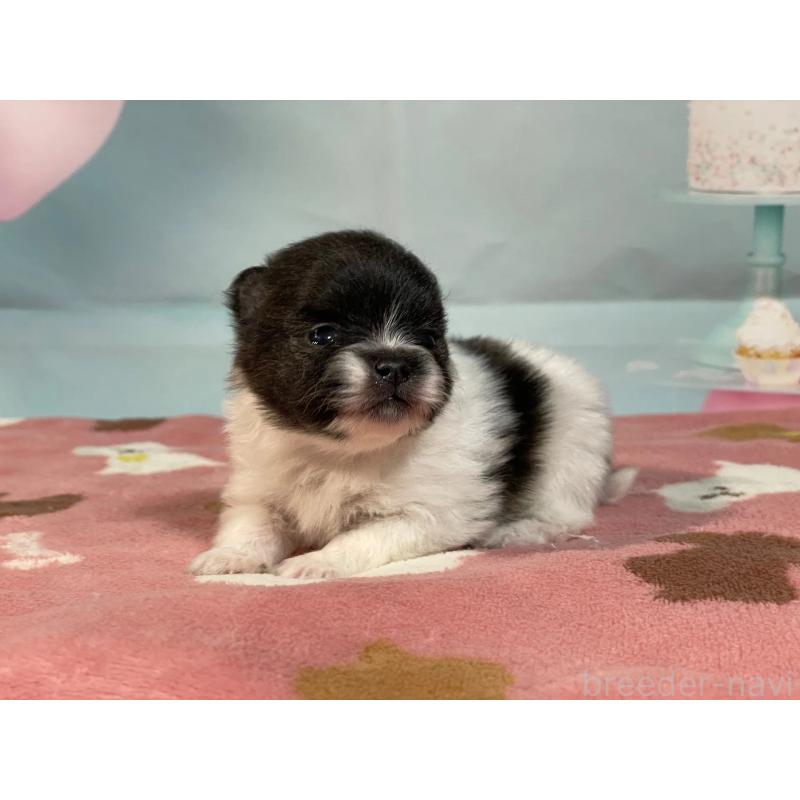 販売中の埼玉県のポメラニアン-435192の3枚目