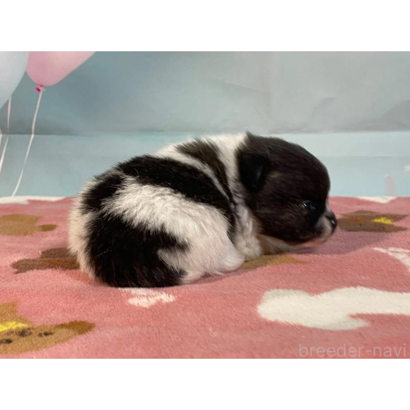 販売中の埼玉県のポメラニアン-435192の2枚目