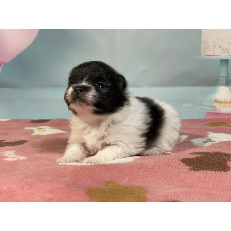 販売中の埼玉県のポメラニアン-435192の1枚目