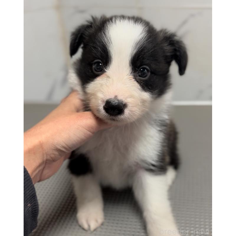 販売中の兵庫県のボーダーコリー-433456