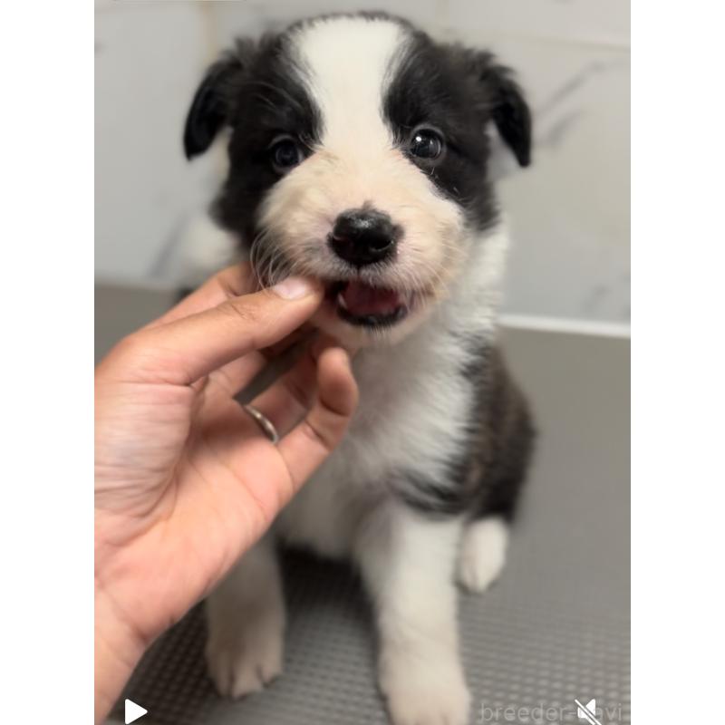 成約済の兵庫県のボーダーコリー-433456の3枚目