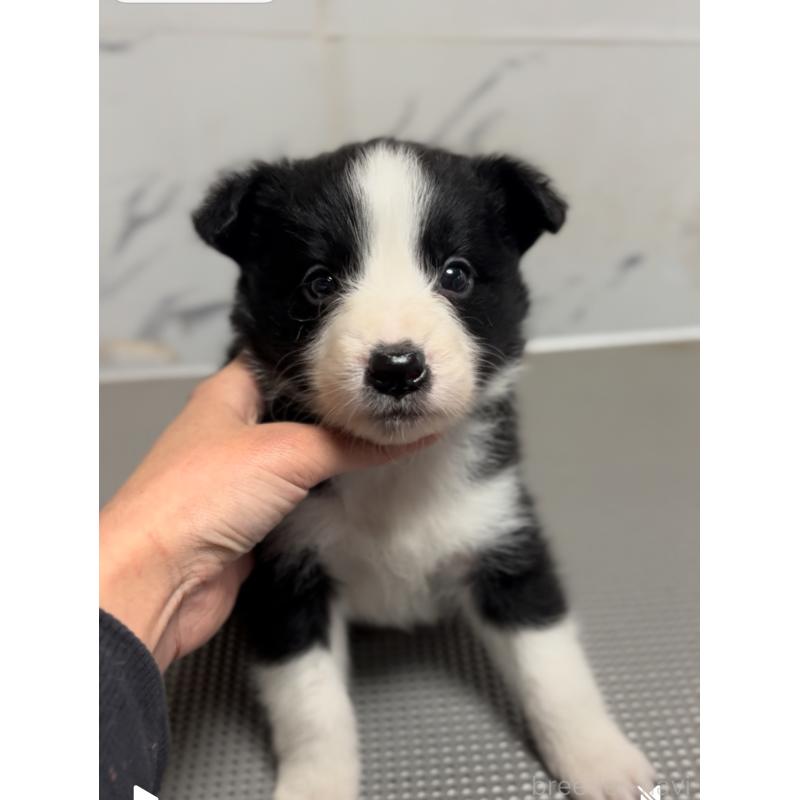 販売中の兵庫県のボーダーコリー-433447