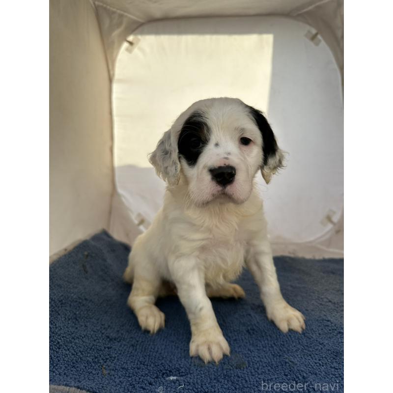 販売中の熊本県のイングリッシュセッター-435193