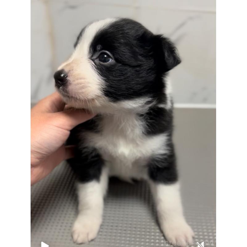 商談中の兵庫県のボーダーコリー-433447の4枚目