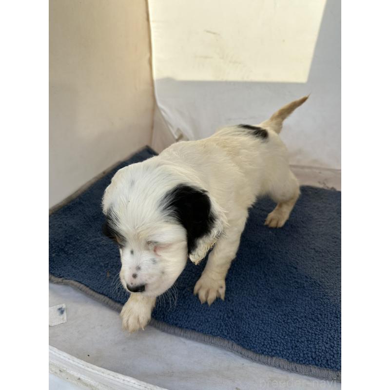 販売中の熊本県のイングリッシュセッター-435193の3枚目