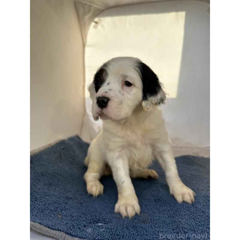 販売中の熊本県のイングリッシュセッター-435193の2枚目