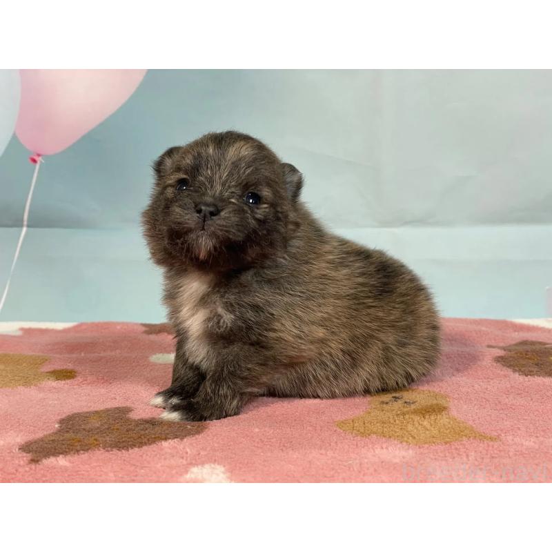 販売中の埼玉県のポメラニアン-435195の4枚目