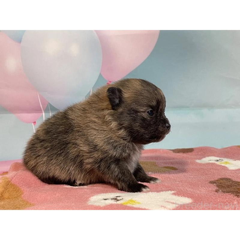 販売中の埼玉県のポメラニアン-435195の3枚目