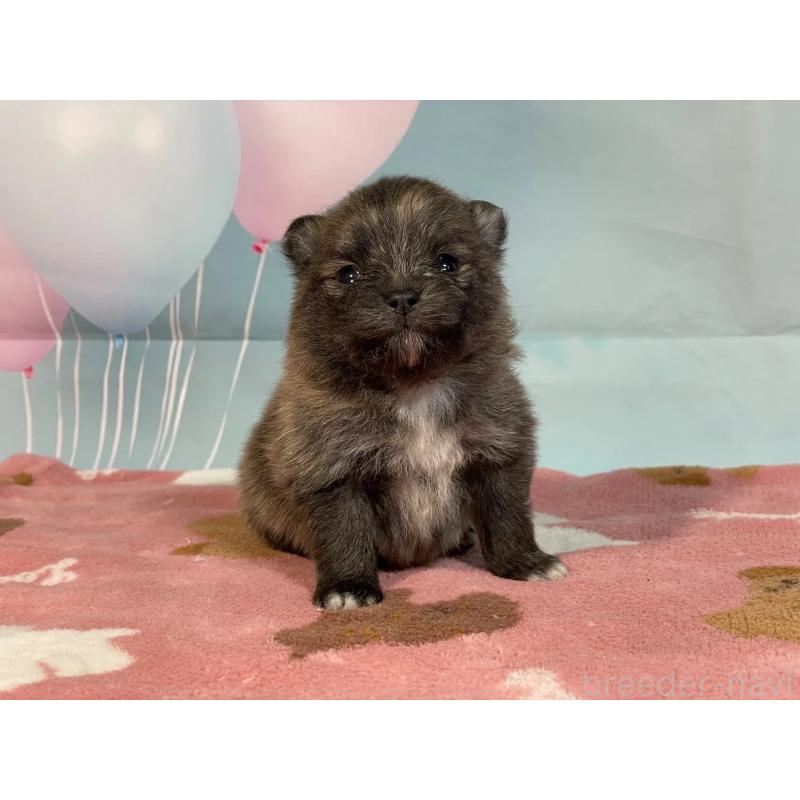 販売中の埼玉県のポメラニアン-435195の2枚目