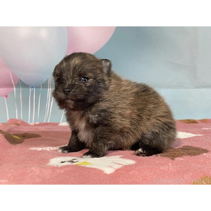 販売中の埼玉県のポメラニアン-435195