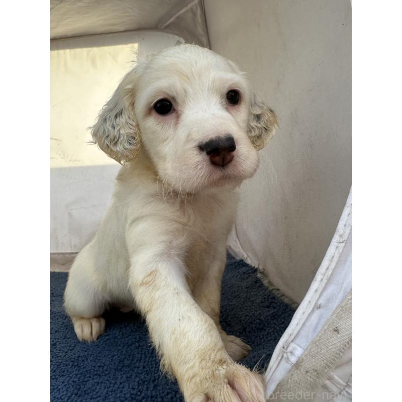 販売中の熊本県のイングリッシュセッター-435196の1枚目