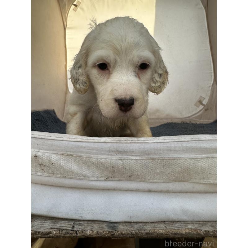 販売中の熊本県のイングリッシュセッター-435196の4枚目