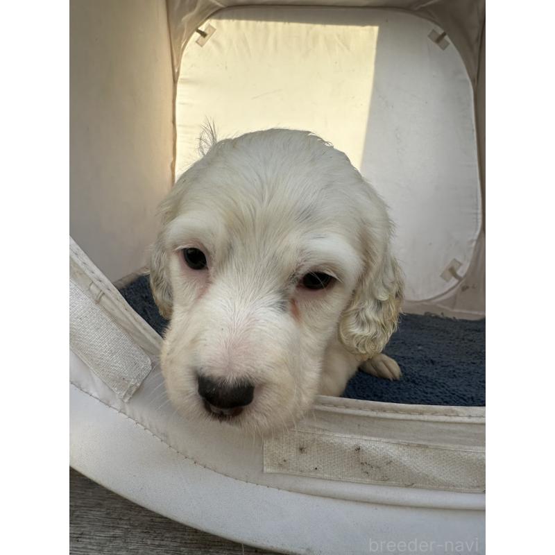 販売中の熊本県のイングリッシュセッター-435196の3枚目