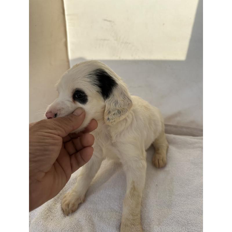 販売中の熊本県のイングリッシュセッター-435197の4枚目